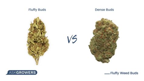 fluffy buds vs dense buds|Dense Bud VS Fluffy Bud: Autoflower Cannabis。